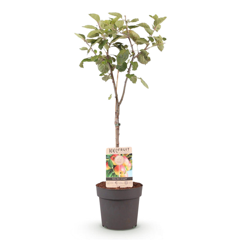 Green boutiQ - Fruitboom - Malus domestica Jonagold - Appelboom - Winterhard - Geel-Groene Appel - 1 Plant - Pot 21cm - Hoogte 90cm