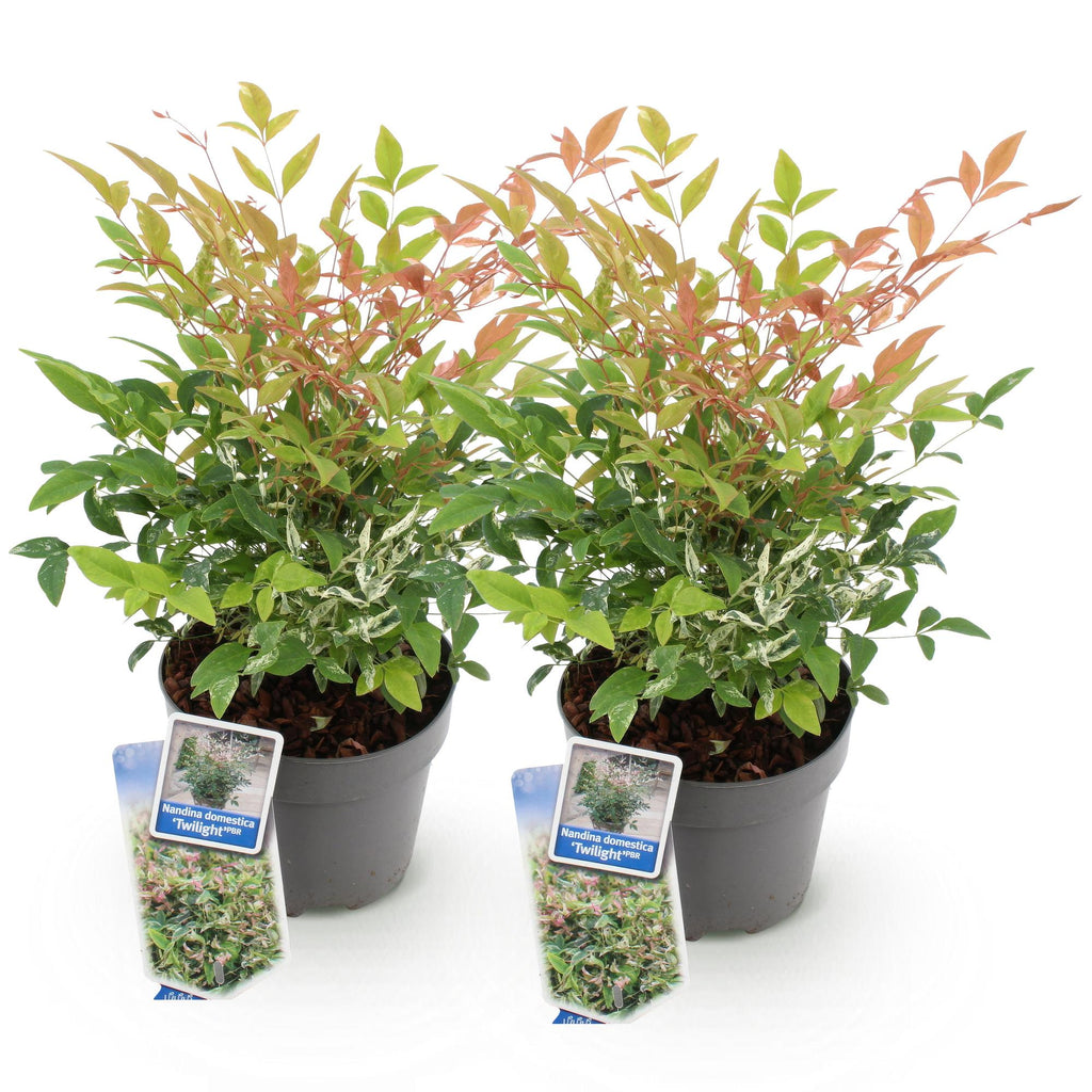 Green boutiQ - Gartenpflanze - Nandina Twilight - Bunt & Rosa - 2 Pflanzen - Immergrün - Pflegeleicht - Topf 17cm Höhe 45cm