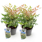 Green boutiQ - Gartenpflanze - Nandina Twilight - Bunt & Rosa - 2 Pflanzen - Immergrün - Pflegeleicht - Topf 17cm Höhe 45cm