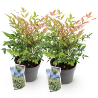 Green boutiQ - Tuinplant - Nandina Twilight - Bont & Roze - 2 Planten - Groenblijvend - Weinig Onderhoud - Pot 17cm Hoogte 45cm