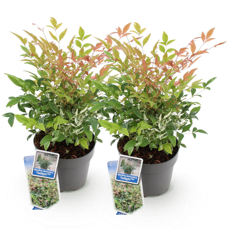 Green boutiQ - Tuinplant - Nandina Twilight - Bont & Roze - 2 Planten - Groenblijvend - Weinig Onderhoud - Pot 17cm Hoogte 45cm