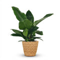 Green boutiQ - Plante d'intérieur - Philodendron - Philodendron Imperial Green - Vert - Entretien facile - 1 plante - avec panier - Pot 19 cm - Hauteur 65 cm