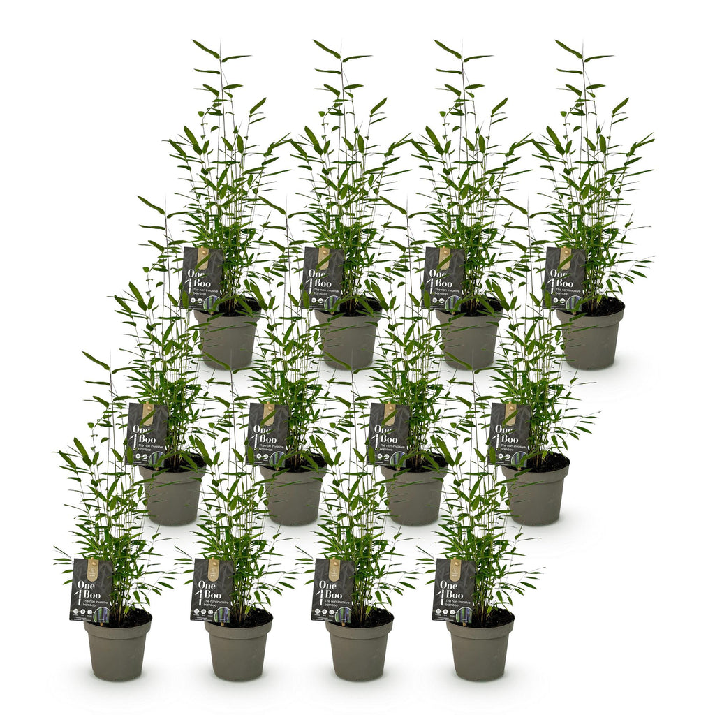 Green boutiQ - Bambou - Fargesia Black Dragon - Persistant - Non-envahissant - Vert - 12 Plantes - Pot 14cm - Hauteur 35cm