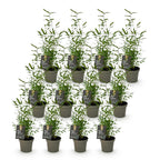 Green boutiQ - Bambou - Fargesia Black Dragon - Persistant - Non-envahissant - Vert - 12 Plantes - Pot 14cm - Hauteur 35cm