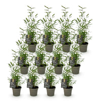 Green boutiQ - Bamboe - Fargesia Black Dragon - Bladhoudend - Niet Woekerend - Groen - 12 Planten - Pot 14cm - Hoogte 35cm