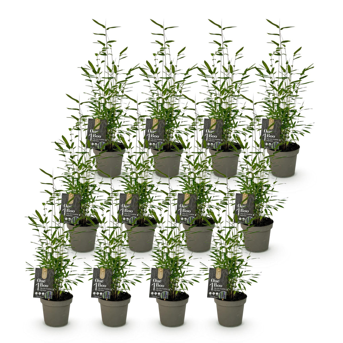 Green boutiQ - Bambou - Fargesia Black Dragon - Persistant - Non-envahissant - Vert - 12 Plantes - Pot 14cm - Hauteur 35cm