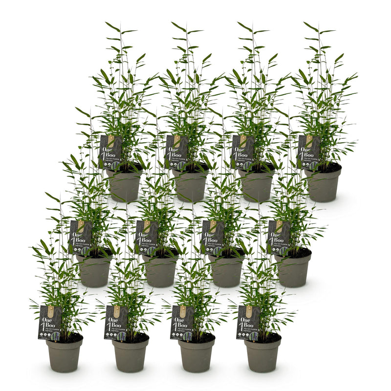 Green boutiQ - Bamboe - Fargesia Black Dragon - Bladhoudend - Niet Woekerend - Groen - 12 Planten - Pot 14cm - Hoogte 35cm