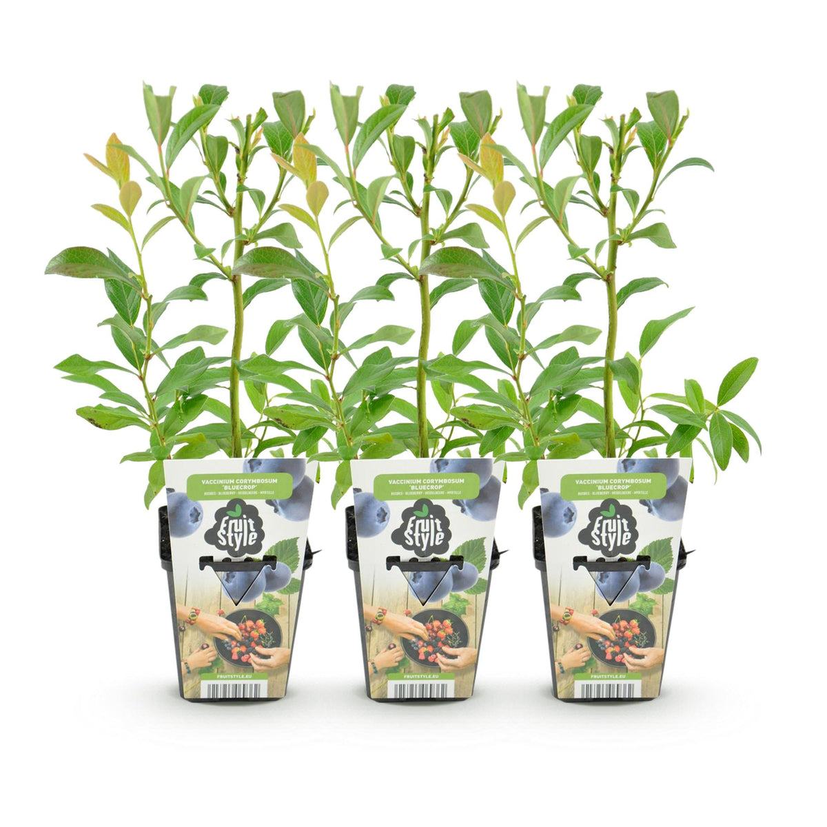 Green boutiQ - Plants fruitiers - Myrtille - Vaccinium corymbosum Bluegold - Rustique - 3 plants - Pot 9 cm - Myrtille