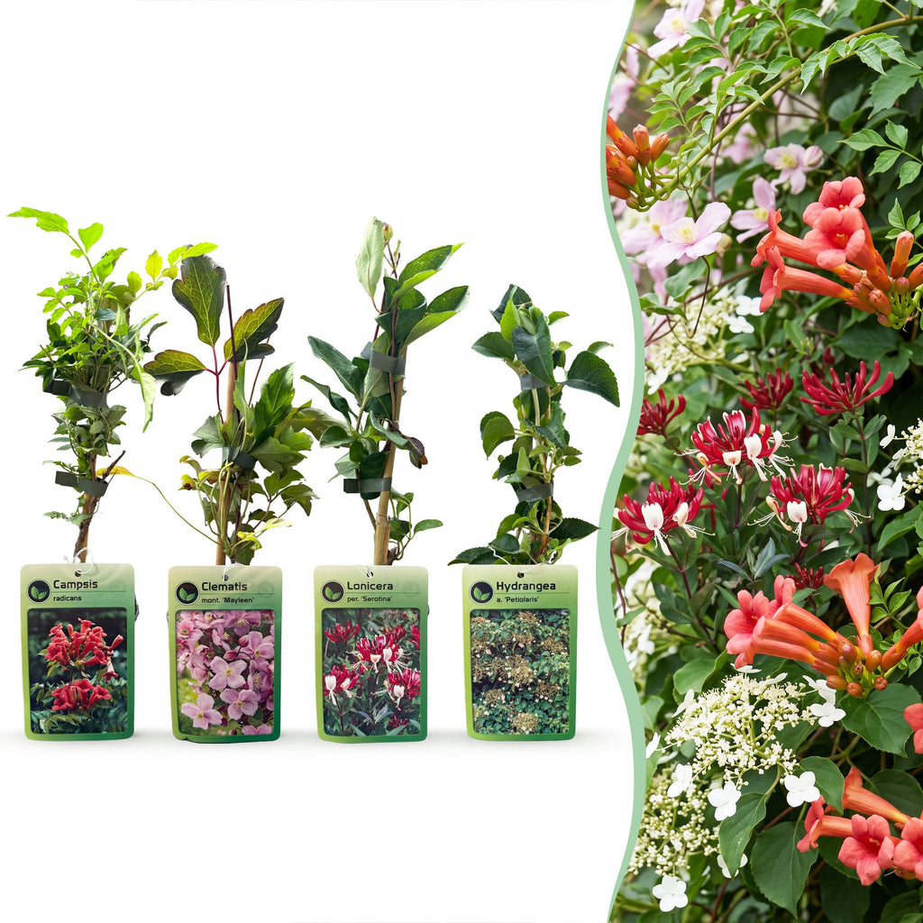 12x Plantes grimpantes Rainbow Colorées - Rose clair - Blanc - Violet - Grimpante - Ø9cm - ↕35cm