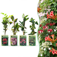 12x Klimplanten Rainbow Courfull - Rainbow Colorful Climbing Plants - Light Pink - White - Purple - Climber - Ø9cm - ↕35cm