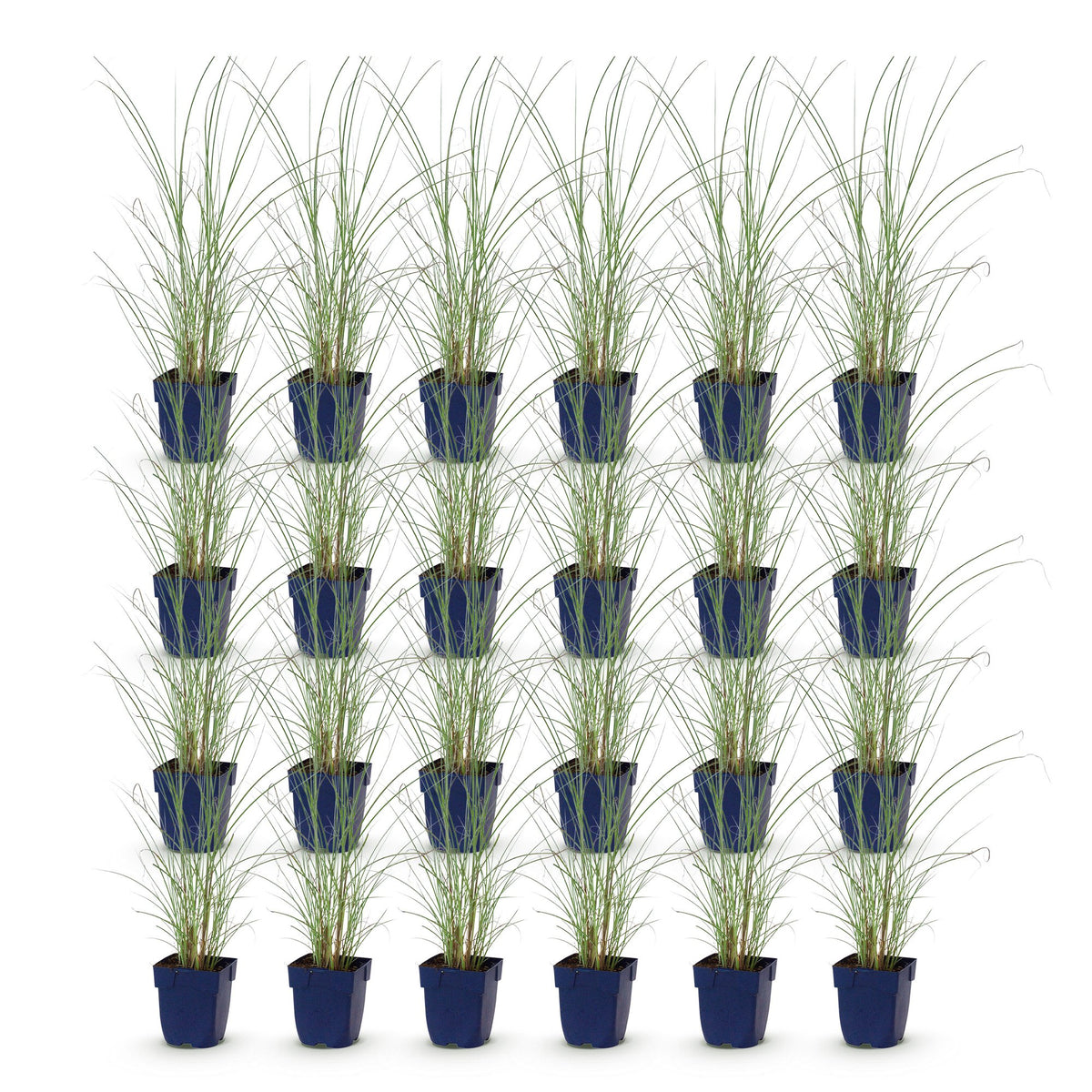 Green boutiQ - Grassen - Miscanthus sin. Morning Light - Pampusgras - Met Pluim - Zilver - 24 Planten - Pot 11cm - Hoogte 15-25cm