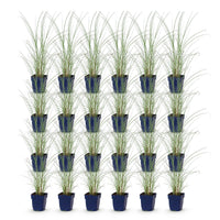 Green boutiQ - Grassen - Miscanthus sin. Morning Light - Pampusgras - Met Pluim - Zilver - 24 Planten - Pot 11cm - Hoogte 15-25cm