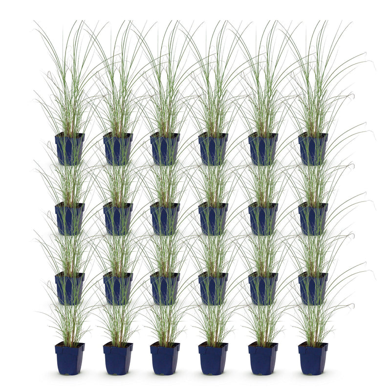 Green boutiQ - Grassen - Miscanthus sin. Morning Light - Pampusgras - Met Pluim - Zilver - 24 Planten - Pot 11cm - Hoogte 15-25cm