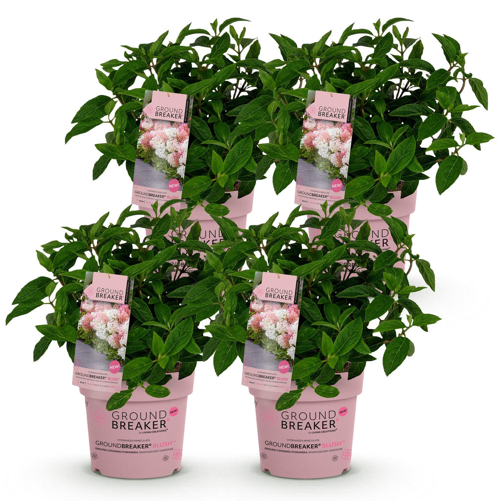 Green boutiQ - Tuinplant - Hydrangea panniculata Groundbreaker Blush - Pluimhortensia - Winterhard - Roze - 4 Planten - Pot 14cm - Hoogte 20-25cm