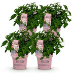 Green boutiQ - Tuinplant - Hydrangea panniculata Groundbreaker Blush - Pluimhortensia - Winterhard - Roze - 4 Planten - Pot 14cm - Hoogte 20-25cm