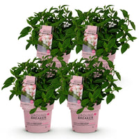 Green boutiQ - Tuinplant - Hydrangea panniculata Groundbreaker Blush - Pluimhortensia - Winterhard - Roze - 4 Planten - Pot 14cm - Hoogte 20-25cm