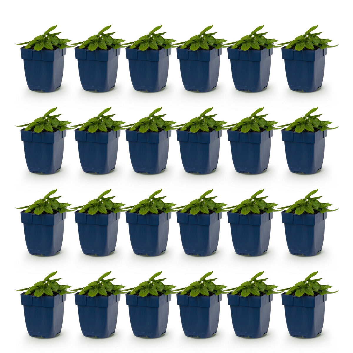 Green boutiQ - Perennial - Stachys mon. Hummelo - Lamb's Ear - Bee and Butterfly Attractors - Purple - 24 Plants - Pot 11cm - Height 15-25cm