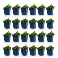 Green boutiQ - Perennial - Stachys mon. Hummelo - Lamb's Ear - Bee and Butterfly Attractors - Purple - 24 Plants - Pot 11cm - Height 15-25cm
