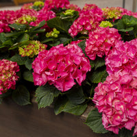 Green boutiQ - Tuinplant - Hydrangea macrophylla Rood - Hortensia - Winterhard - Rood - 3 Planten - Pot 12cm - Hoogte Hoogte 20-30cm