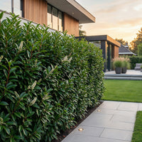 Green boutiQ - 40x Prunus lusitanica Angustifolia - Portugese Laurier - Haagplanten - Groenblijvend - Groen - Pot 9cm - Hoogte 25-35cm