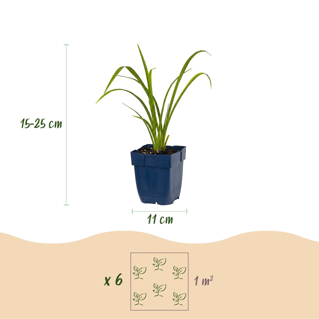 Green boutiQ - Stauden - Hemerocallis Mauna Loa - Taglilie - Bienen- und Schmetterlingsmagnet - Orange - 1 Pflanze - Topf 11cm - Höhe 15-25cm