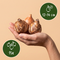 Green boutiQ - Bloembollen - Narcis Carlton - Kleur Geel - 15 stuks - Bolmaat 12/14 - XXL Pack - foto 3