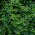 Green boutiQ - Haies - Thuja occidentalis Smaragd - feuillage vert - 6 plantes - 1 mètre linéaire - persistant - pot 17cm hauteur 60cm