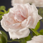Green boutiQ - Rosier grimpant - Rosa New Dawn - Fleur rose clair - Peu d'entretien - 2 plantes - Pot 11 cm Hauteur 40 cm