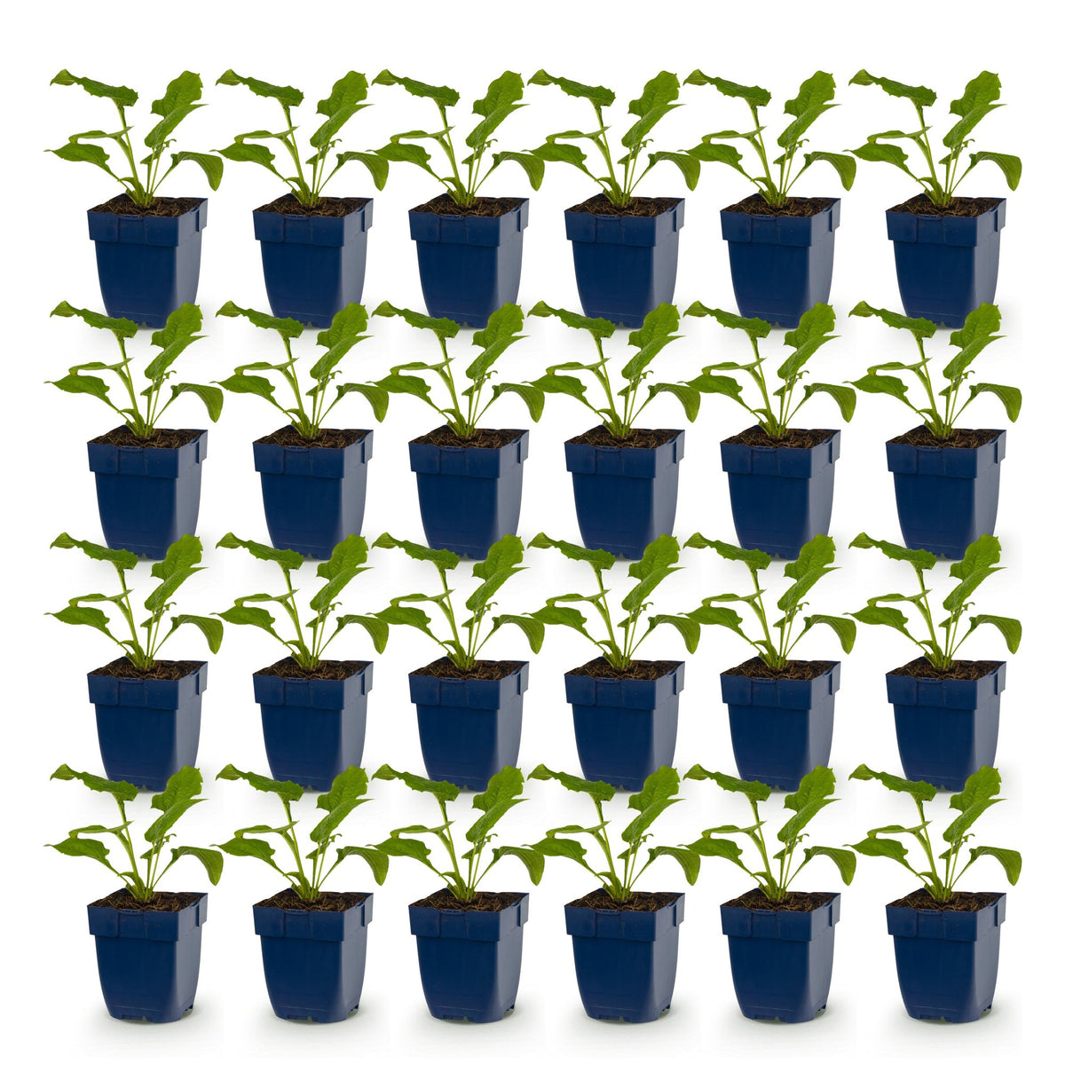 Green boutiQ - Plante vivace - Echinacea Tricolour - Échinacée - Attire les abeilles et les papillons - Jaune - Rose - Blanc - 24 plantes - Pot 11cm - Hauteur 15-25cm