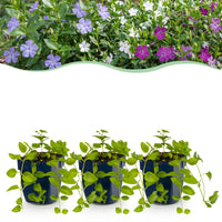 Vasteplant - Vinca Tricolour - Maagdenpalm - Bodembedekend - Blauw - Paars - Wit - 24 Planten - Pot 11cm - Hoogte 15-25cm