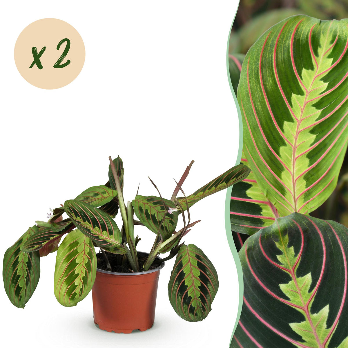 Green boutiQ - Plante d'intérieur - Maranta Fascinator Tricolour - Plante prière - Sans danger pour les animaux - Vert - 2 plantes - Pot 12cm - Hauteur 30-35cm