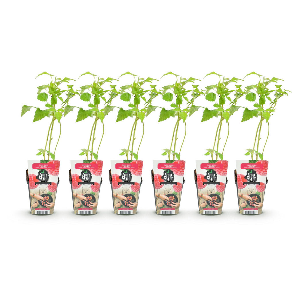 Green boutiQ - Plants fruitiers - Framboisier - Rubus idaeus Ottawa - Rustique - 6 plantes - Pot 9 cm - Framboise rouge