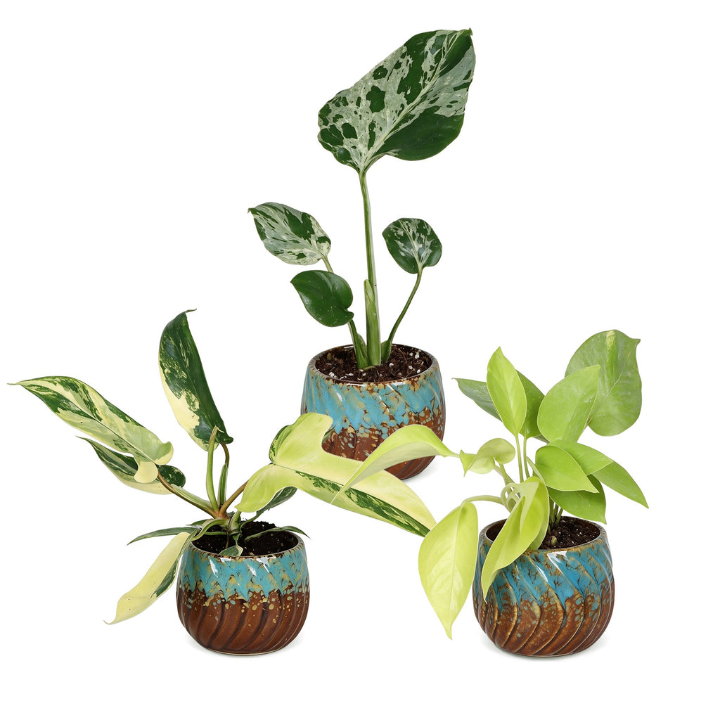 3x Baby Tropical Mix - Various colours - Tropical - incl. Copper Reef - Ø6cm - ↕10-15cm