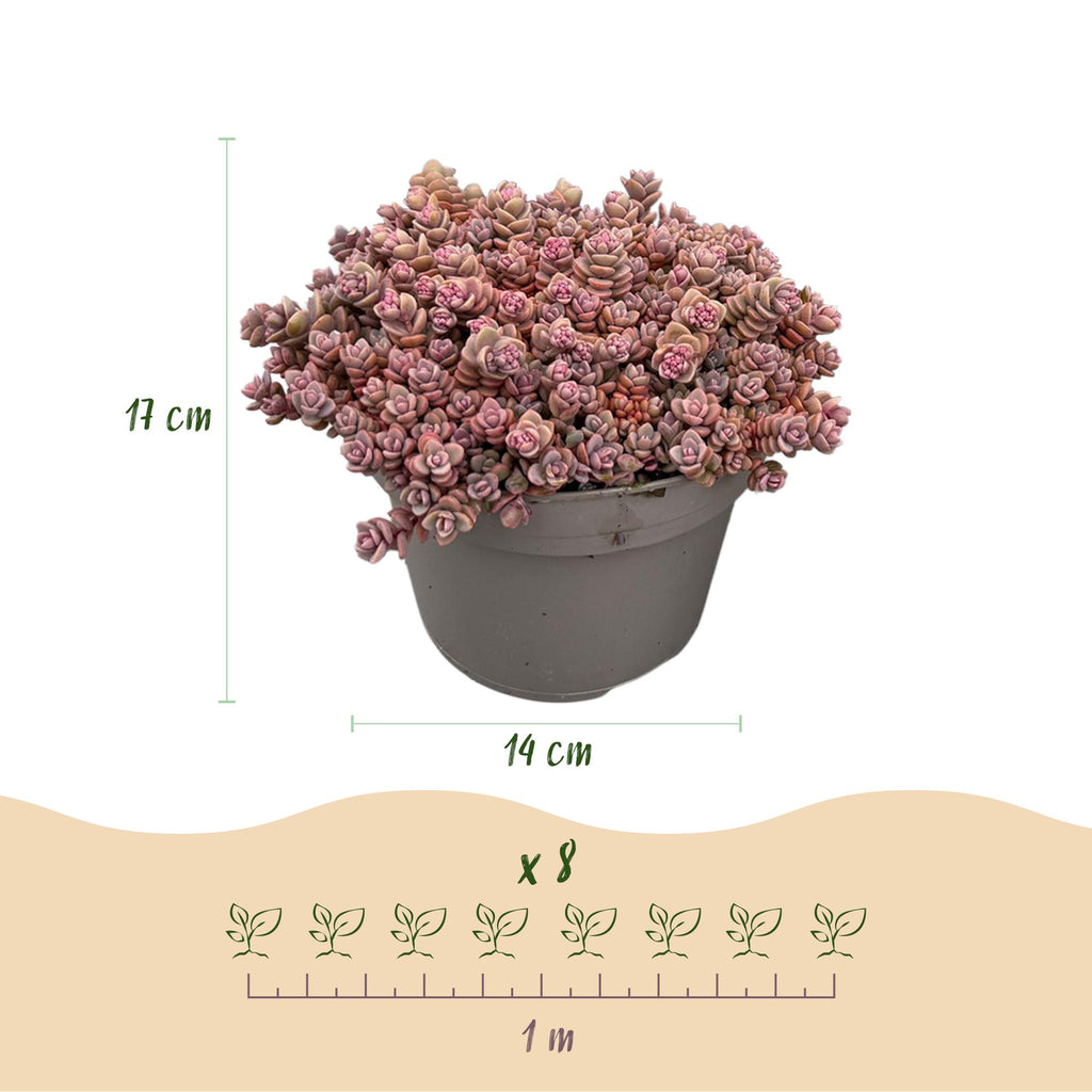 Green boutiQ - Couvre-sol - Rustique - Mélange alpin - 8 plantes - Couleurs variées - Peu d'entretien - Pot 14 Hauteur 17