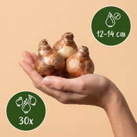 30x Narcissus large Cupped mix - Grootbloemige narcis mix - Geel en Wit - Voorjaarsbloeier - Bolmaat 12/14