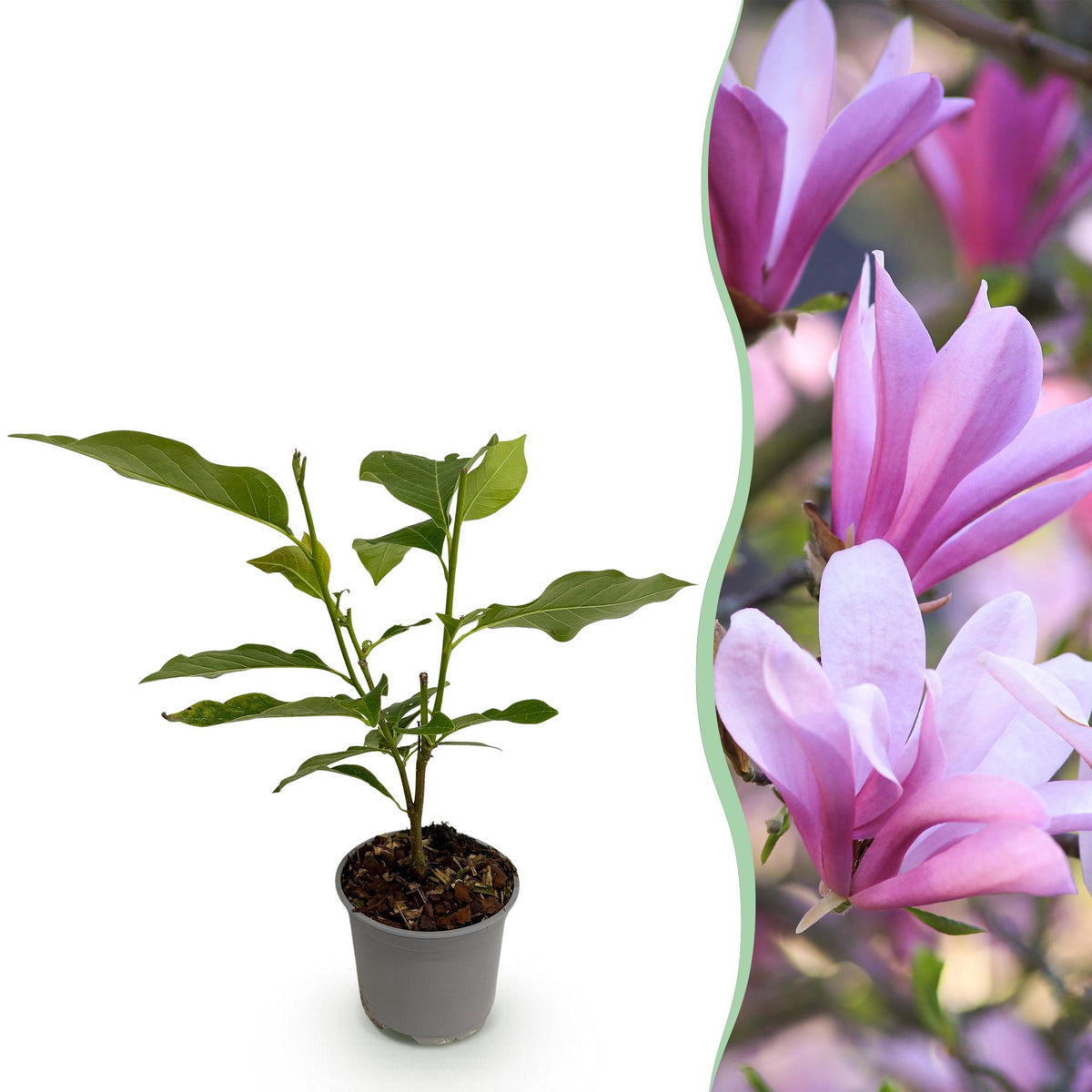 Green boutiQ - Plante de jardin - Magnolia Betty - Fleur blanche - 1 plante - Caduc - Peu d'entretien - Pot 12 cm Hauteur 30 cm