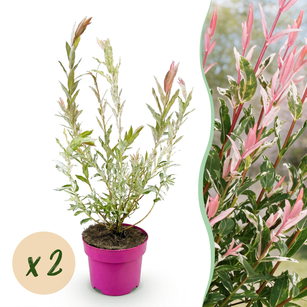 2x - Salix Flamingo - Ø17cm - ↕40-50cm