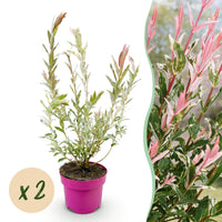 2x - Salix Flamingo - Ø17cm - ↕40-50cm