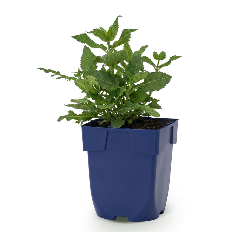 Green boutiQ - Vasteplant - Salvia nem. Sense Deepl Pink - Salie - Bijen en Vlinderlokkers - Roze - 1 Plant - Pot 11cm - Hoogte 15-25cm