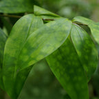 Green BoutiQ - Green is... Plantes d'intérieur - Dracaena surculosa - Dragonnier - Peu d'entretien - Vert - 2 Plantes - Pot 17cm - Hauteur 60-70cm