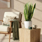 Green BoutiQ - Zimmerpflanzen - Sansevieria Laurentii - Bogenhanf - Pflegeleicht - Grün - 1 Pflanze - mit Topf Weiß - Topf 21cm - Höhe 70-80cm