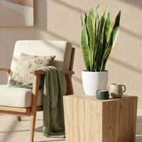 Green BoutiQ - Kamerplanten - Sansevieria Laurentii - Vrouwentong - Weinig onderhoud - Groen - 1 Plant - met Potter Wit - Pot 21cm - Hoogte 70-80cm