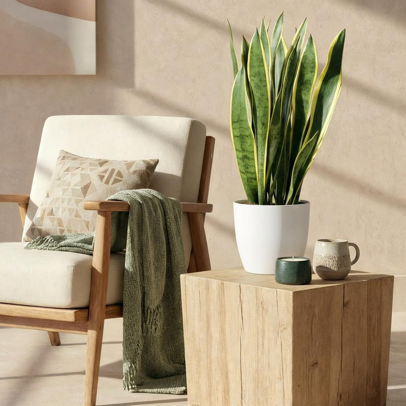 Green BoutiQ - Kamerplanten - Sansevieria Laurentii - Vrouwentong - Weinig onderhoud - Groen - 1 Plant - met Potter Wit - Pot 21cm - Hoogte 70-80cm