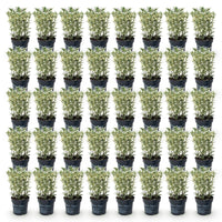 Green boutiQ - 40x Euonymus japonicus White Spire - Kardinaalsmuts - Haagplanten - Groenblijvend - Wit - Groen - Pot 9cm - Hoogte 20-30cm
