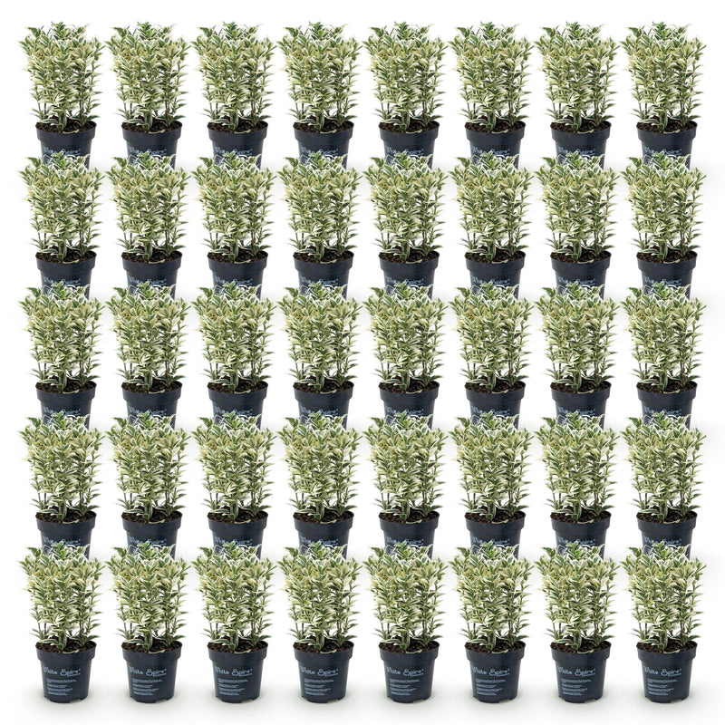 Green boutiQ - 40x Euonymus japonicus White Spire - Kardinaalsmuts - Haagplanten - Groenblijvend - Wit - Groen - Pot 9cm - Hoogte 20-30cm
