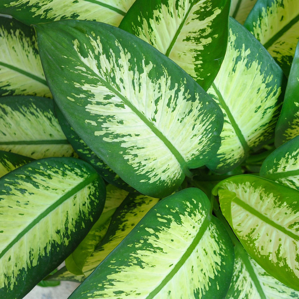 Green BoutiQ - Plantes d'intérieur - Dieffenbachia Tropic Snow - Dieffenbachia - Peu d'entretien - Vert - 1 Plante - avec Pot Gris - Pot 21cm - Hauteur 90-100cm