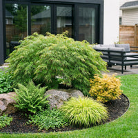 Green boutiQ - Tuinplant - Acer palmatum Emerald Lace - Japanse Esdoorn - Bladverliezend - Groen - 1 - Pot 26cm - Hoogte 90cm
