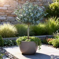 Green boutiQ - Plant op Stam- Eucalyptus gunni Azure - Terras Plant - Bladhoudend - Winterhard- Grijs Blad - Pot 19cm Hoogte 90cm