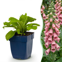 Green boutiQ - Vasteplant - Digitalis mertonensis - Vingerhoedskruid - Schaduw - Roze - 12 Planten - Pot 11cm - Hoogte 15-25cm