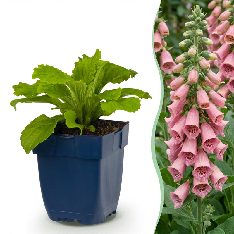 Green boutiQ - Vasteplant - Digitalis mertonensis - Vingerhoedskruid - Schaduw - Roze - 12 Planten - Pot 11cm - Hoogte 15-25cm